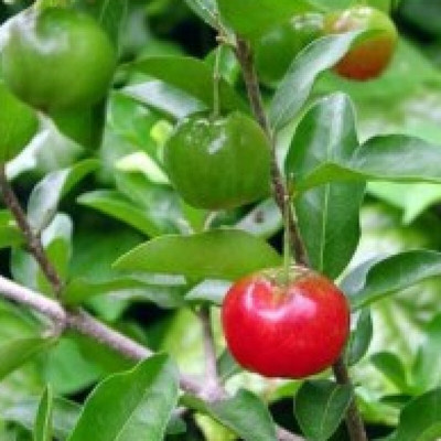 Ukanda Cherry Fruit Plant(Hybrid, Pack of 1)