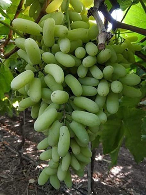 Cloud Farm Grape Plant(Hybrid, Pack of 1)