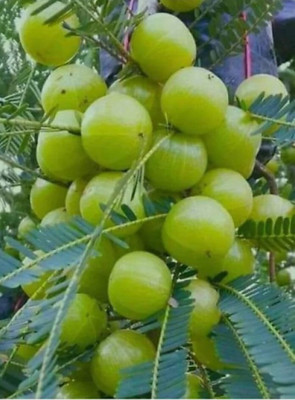 PB EVERGREEN Amla Plant(Hybrid, Pack of 1)