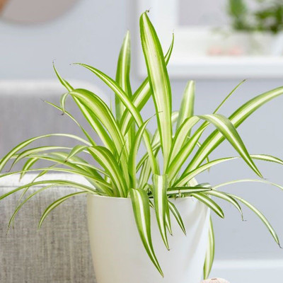 KUMUBON Spider Plant(Hybrid, Pack of 1)