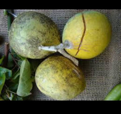 Platone Bel Plant(Hybrid, Pack of 1)