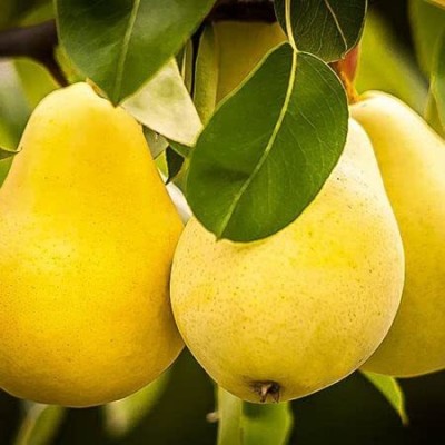 greenhousestore Pear Plant(Hybrid, Pack of 1)