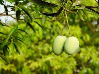 Bakuchi Mango Plant(Hybrid, Pack of 1)