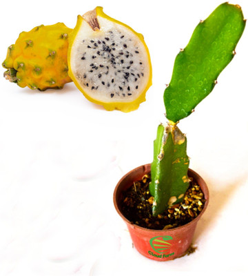 Bakuchi Guava Plant(Hybrid, Pack of 1)