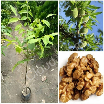 Cloud Farm Walnut Plant(Hybrid, Pack of 1)