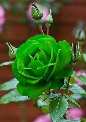 greenhousestore Rose Plant(Hybrid, Pack of 1)