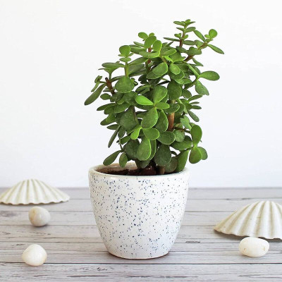 Yashiv Jade Plant(Hybrid, Pack of 1)