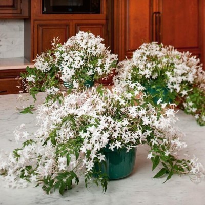 greenhousestore Night Bloom Jasmine Plant(Hybrid, Pack of 1)