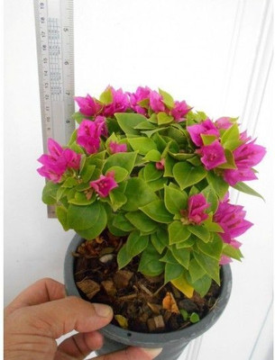 Bakuchi Baugainvillea Plant(Hybrid, Pack of 1)