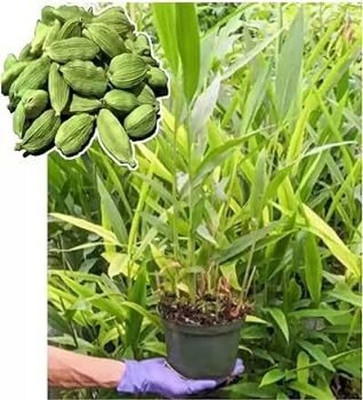 Bakuchi Elaichi/Cardamom Plant(Hybrid, Pack of 1)