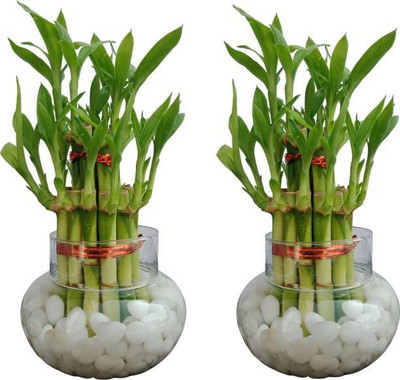PETALFLEUR Two Layer Bamboo Plant(Hybrid, Pack of 1)