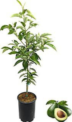 Aquinnah Graden Betel Leaf Plant(Hybrid, Pack of 1)