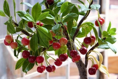 greenhousestore Cherry Fruit Plant(Hybrid, Pack of 1)