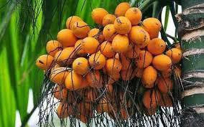 Zomoloco Betel Nut/Supari Plant(Hybrid, Pack of 1)