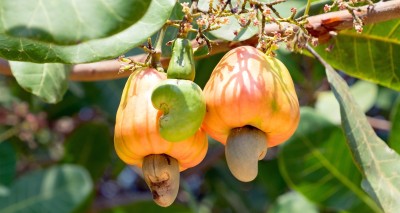 Cloud Farm Custard Apple Plant(Hybrid, Pack of 1)