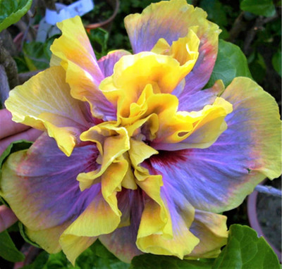 greenhousestore Hibiscus Gudhal Flower Plant(Hybrid, Pack of 1)