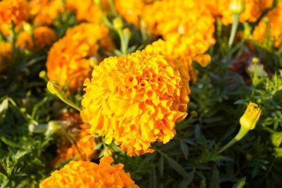 Namaste marigold/gende ka phool flower seeds Seed(50 per packet)