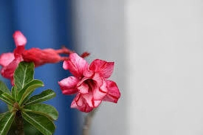 Bakuchi Adenium Plant(Hybrid, Pack of 1)