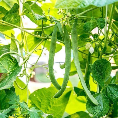 MAMONI TRADERS BEANS Seed(50 per packet)