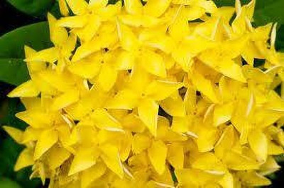 The Entacloo Ixora Plant(Hybrid, Pack of 1)
