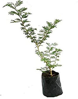 the green dotcom Shami/Jand Plant(Hybrid, Pack of 1)