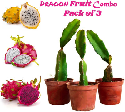 AloGardening Dragon Tree(Hybrid, Pack of 3)