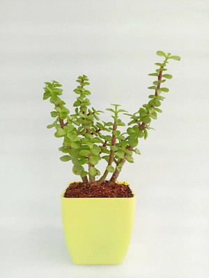 Bakuchi Jade Plant(Hybrid, Pack of 1)