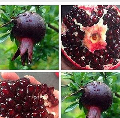 Cloud Farm Pomegranate Plant(Hybrid, Pack of 1)