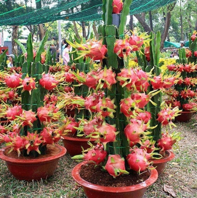 Cloud Farm Dragon Tree(Hybrid, Pack of 1)