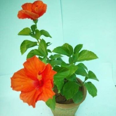 pankaj nursery Hibiscus Plant(Hybrid, Pack of 1)