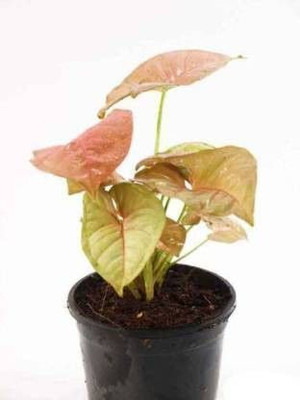 Bakuchi Syngonium Plant(Hybrid, Pack of 1)