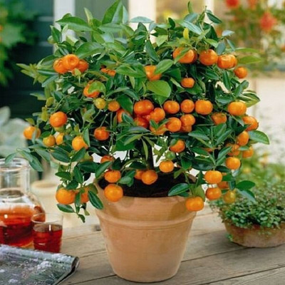 Ariya Lemon Plant(Hybrid, Pack of 1)