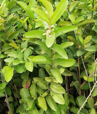 Kanikanursery Guava Plant(Hybrid, Pack of 1)