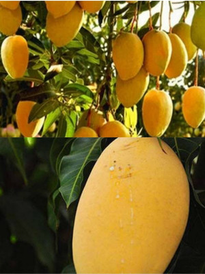 Cloud Farm Mango Plant(Hybrid, Pack of 1)
