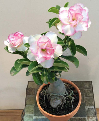 Aquinnah Adenium Plant(Hybrid, Pack of 1)