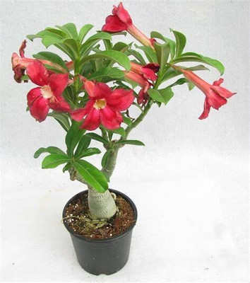Cloud Farm Adenium Plant(Hybrid, Pack of 1)