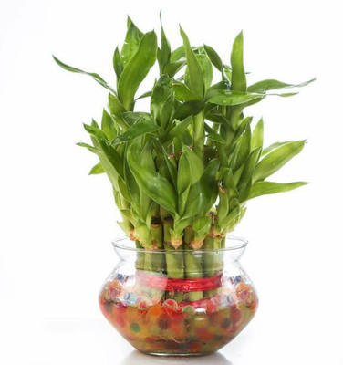 PETALFLEUR Two Layer Bamboo Plant(Hybrid, Pack of 1)