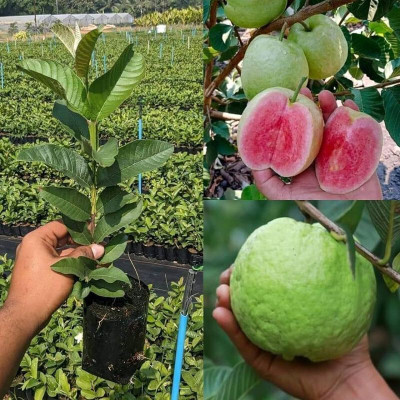 Yashiv Guava Plant(Hybrid, Pack of 1)