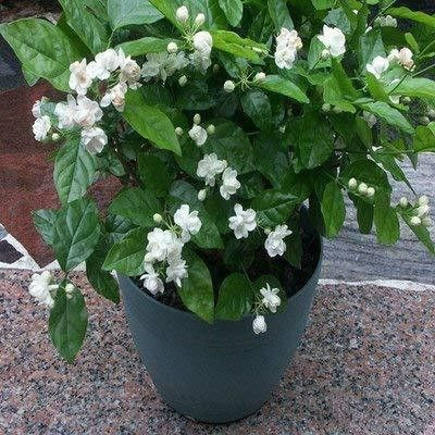 rimi Night Bloom Jasmine Plant(Hybrid, Pack of 1)