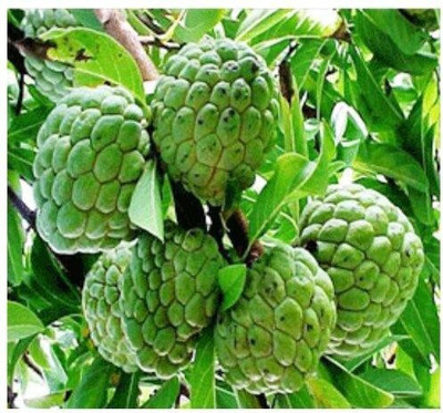 AFARTIOBINA Custard Apple Plant(Hybrid, Pack of 1)