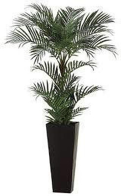 Zomoloco Areca Palm(Hybrid, Pack of 1)