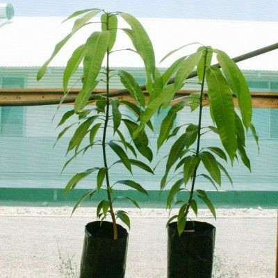 Oxygreenplant Mango Plant(Hybrid, Pack of 1)