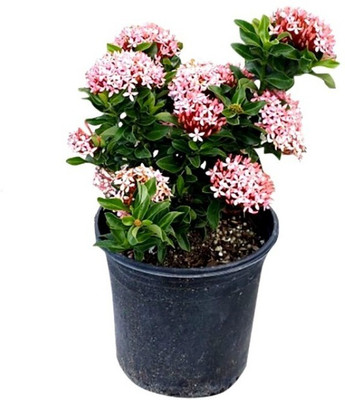 Bakuchi Trothic Ixora/Chethi Plant(Hybrid, Pack of 1)