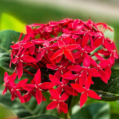 Earth Angels Trothic Ixora/Chethi Plant(Hybrid, Pack of 1)
