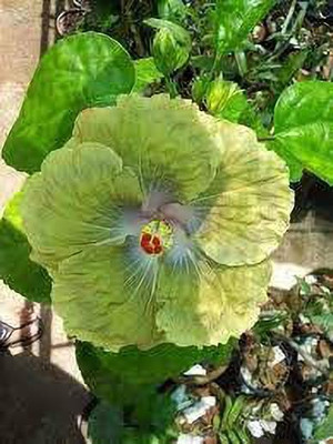 JD DAS AND SONS PLANTS Hibiscus Plant(Hybrid, Pack of 1)