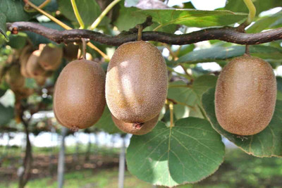 Aywal Kiwi Hybrid Fruit Seed(30 per packet)