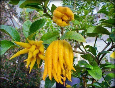 PB honey priya plant Lemon Plant(Hybrid, Pack of 1)