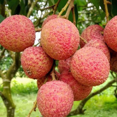 greenhousestore Litchi Plant(Hybrid, Pack of 1)