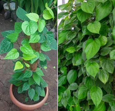 SHREYAGREEN Betel Leaf Plant(Hybrid, Pack of 1)