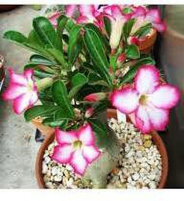 Bakuchi Adenium Plant(Hybrid, Pack of 1)